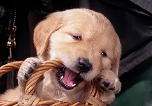 Gnawing: Golden Retriever Dog - Puppy chewing basket