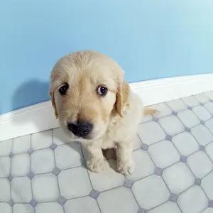 Worried: Golden Retriever Dog - puppy - fish-eye lense