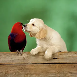 Eclectus: Golden Retriever Dog - puppy with Grand Eclectus