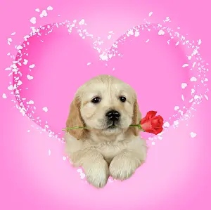 Sparkly: Golden Retriever Dog, puppy holding single red rose