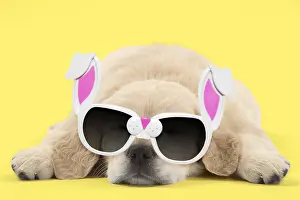 Chilling: Golden Retriever Dog, puppy laying down wearing