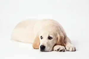Waiting: GOLDEN RETRIEVER DOG - puppy lying with head on paws