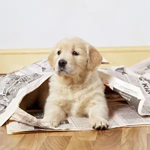 Newspaper: Golden Retriever Dog - puppy under newspapers