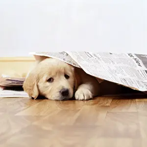 Newspapers: Golden Retriever Dog - puppy under newspapers