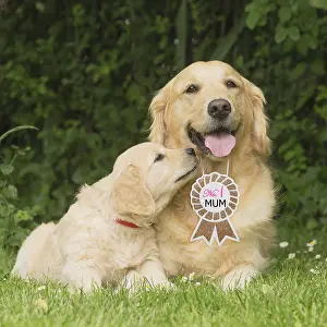 Golden Retriever dog with puppy with No.1 Mum