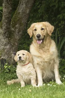 Fathers: Golden Retriever dog with puppy outdoors