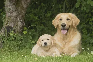 Fathers: Golden Retriever dog with puppy outdoors