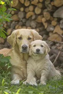 Fathers: Golden Retriever dog with puppy outdoors