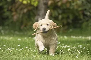 Sticks: Golden Retriever dog puppy outdoors