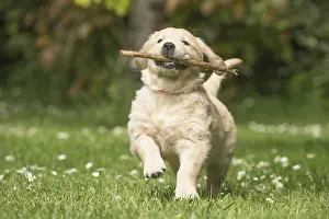 Sticks: Golden Retriever dog puppy outdoors