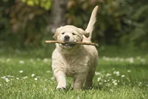 Sticks: Golden Retriever dog puppy outdoors