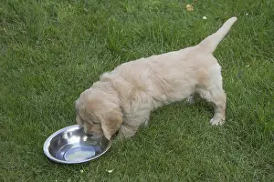 Bowls: Golden Retriever dog puppy outdoors