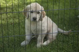 Caged: Golden Retriever dog puppy outdoors
