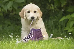 Shoe: Golden Retriever dog puppy outdoors