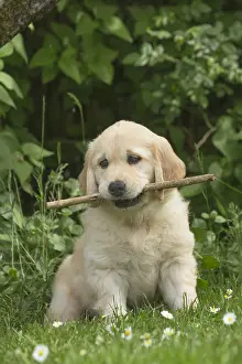Sticks: Golden Retriever dog puppy outdoors
