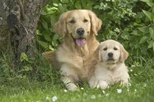Fathers: Golden Retriever dog with puppy outdoors