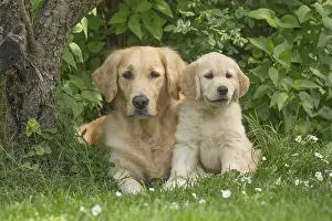 Fathers: Golden Retriever dog with puppy outdoors