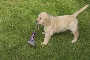 Shoe: Golden Retriever dog puppy outdoors