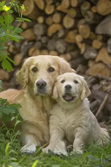 Fathers: Golden Retriever dog with puppy outdoors