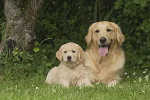280617: Golden Retriever dog with puppy outdoors