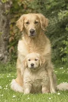 280617: Golden Retriever dog with puppy outdoors