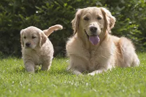 280617: Golden Retriever dog with puppy outdoors