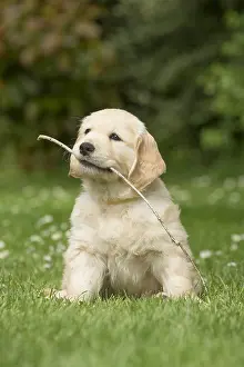 Sticks: Golden Retriever dog puppy outdoors