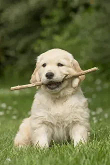 Sticks: Golden Retriever dog puppy outdoors