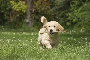 Sticks: Golden Retriever dog puppy outdoors