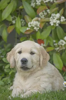 280617: Golden Retriever dog puppy outdoors