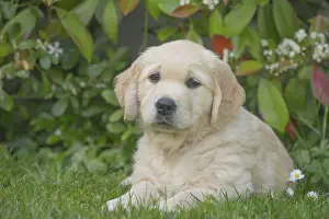 280617: Golden Retriever dog puppy outdoors