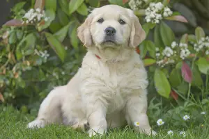 280617: Golden Retriever dog puppy outdoors