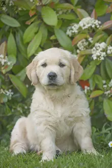 280617: Golden Retriever dog puppy outdoors