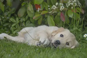 280617: Golden Retriever dog puppy outdoors