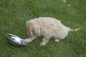280617: Golden Retriever dog puppy outdoors