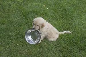 280617: Golden Retriever dog puppy outdoors