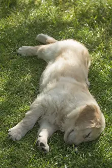 280617: Golden Retriever dog puppy outdoors