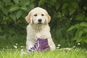 280617: Golden Retriever dog puppy outdoors