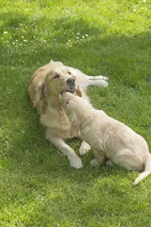 280617: Golden Retriever dog with puppy outdoors