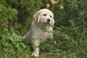 280617: Golden Retriever dog puppy outdoors