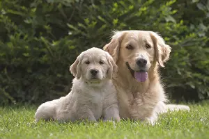 280617: Golden Retriever dog with puppy outdoors