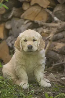 280617: Golden Retriever dog puppy outdoors