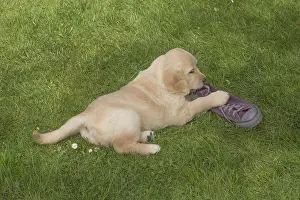 280617: Golden Retriever dog puppy outdoors
