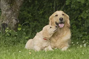 Father: Golden Retriever dog with puppy outdoors