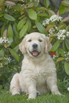 Jean-michel Labat: Golden Retriever dog puppy outdoors