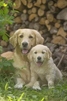 Father: Golden Retriever dog with puppy outdoors