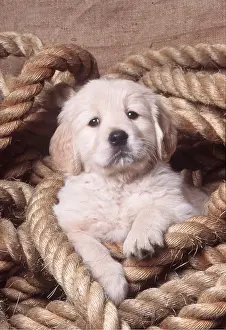 Rope: GOLDEN RETRIEVER DOG - Puppy in rope