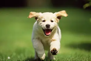 Smiling: Golden Retriever Dog - puppy running towards camera