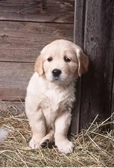 Barns: Golden Retriever DOG - puppy seven weeks old standing