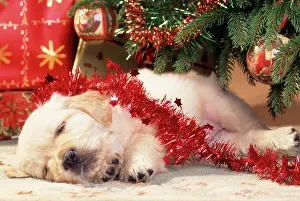 Sleeping: Golden Retriever DOG - puppy sleeping under Christmas Tree